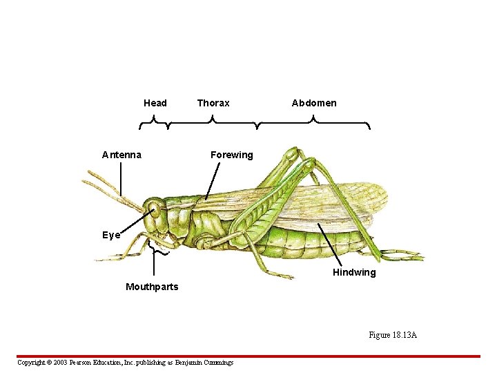 Head Antenna Thorax Abdomen Forewing Eye Hindwing Mouthparts Figure 18. 13 A Copyright ©