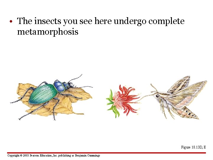  • The insects you see here undergo complete metamorphosis Figure 18. 13 D,