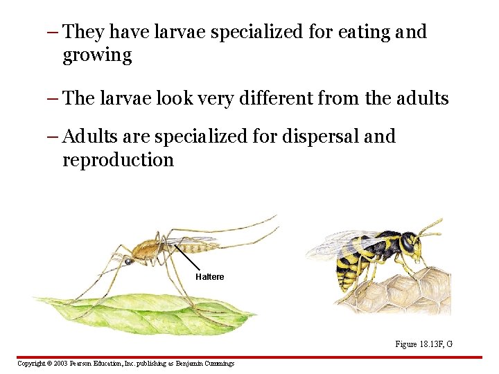 – They have larvae specialized for eating and growing – The larvae look very