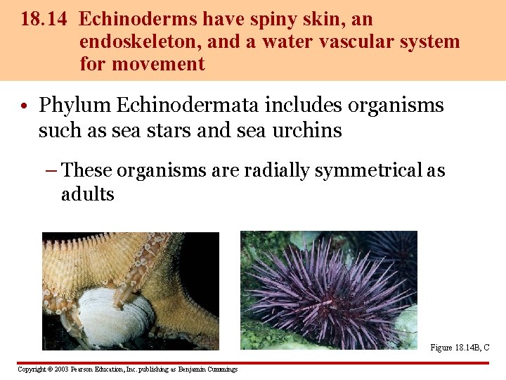 18. 14 Echinoderms have spiny skin, an endoskeleton, and a water vascular system for