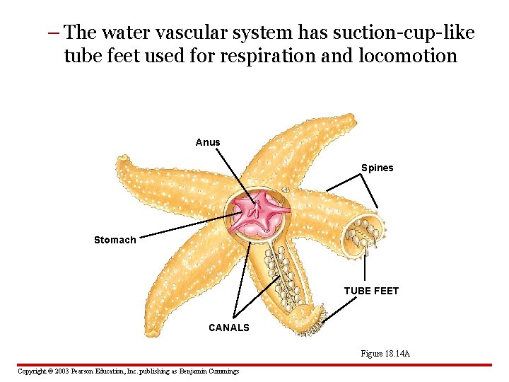 – The water vascular system has suction-cup-like tube feet used for respiration and locomotion