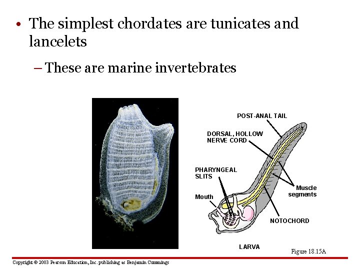  • The simplest chordates are tunicates and lancelets – These are marine invertebrates