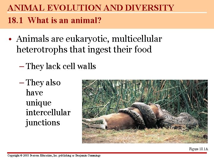 ANIMAL EVOLUTION AND DIVERSITY 18. 1 What is an animal? • Animals are eukaryotic,