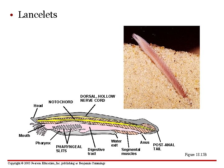  • Lancelets Head NOTOCHORD DORSAL, HOLLOW NERVE CORD Mouth Pharynx PHARYNGEAL SLITS Digestive