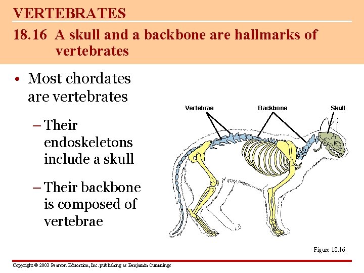 VERTEBRATES 18. 16 A skull and a backbone are hallmarks of vertebrates • Most