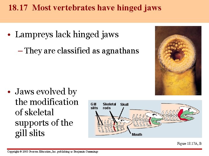 18. 17 Most vertebrates have hinged jaws • Lampreys lack hinged jaws – They