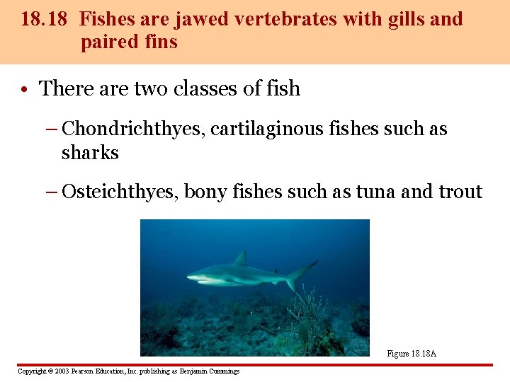 18. 18 Fishes are jawed vertebrates with gills and paired fins • There are