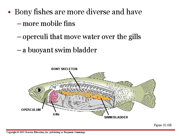  • Bony fishes are more diverse and have – more mobile fins –