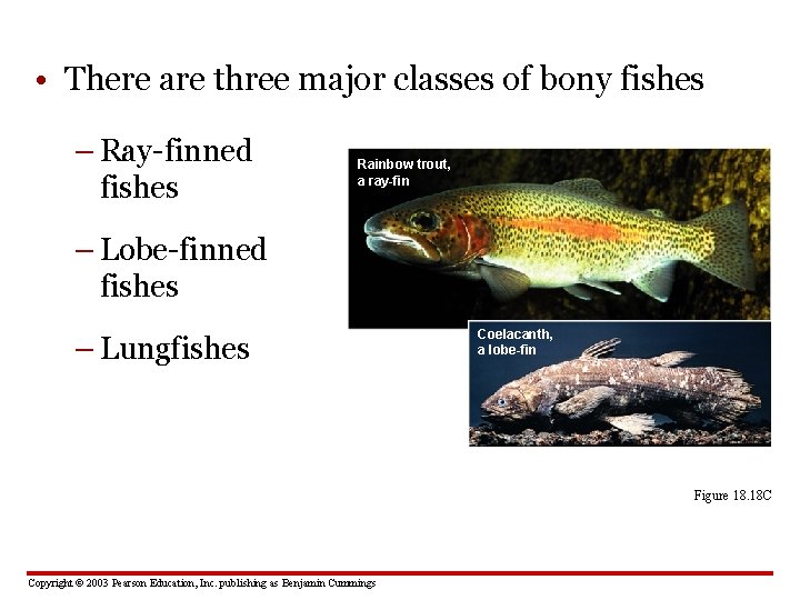  • There are three major classes of bony fishes – Ray-finned fishes Rainbow