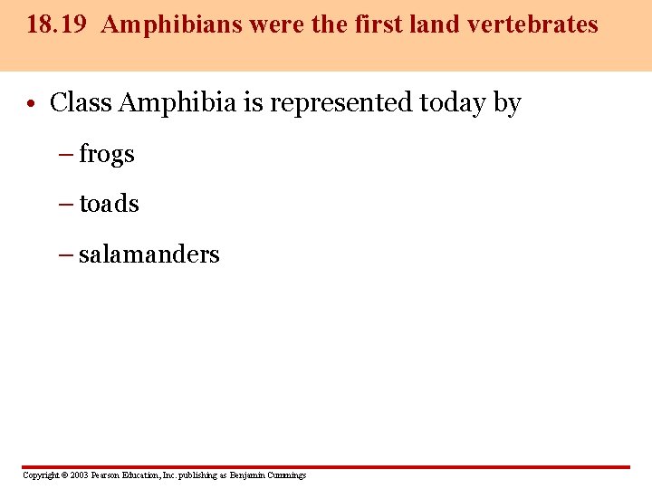 18. 19 Amphibians were the first land vertebrates • Class Amphibia is represented today