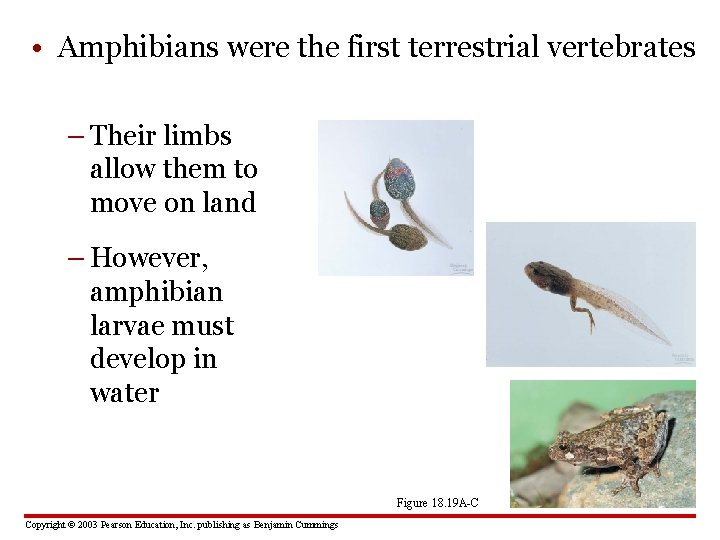  • Amphibians were the first terrestrial vertebrates – Their limbs allow them to