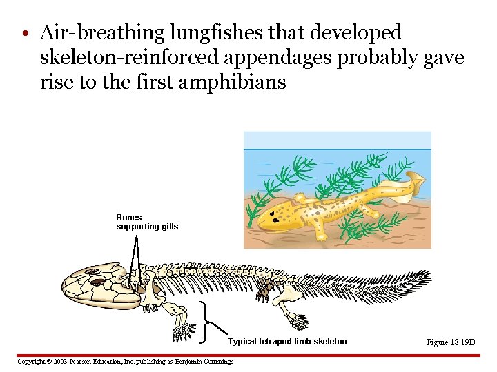  • Air-breathing lungfishes that developed skeleton-reinforced appendages probably gave rise to the first