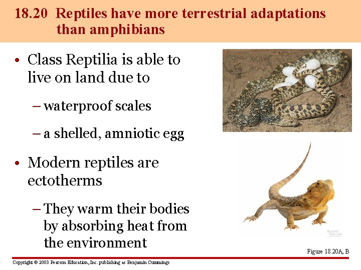 18. 20 Reptiles have more terrestrial adaptations than amphibians • Class Reptilia is able