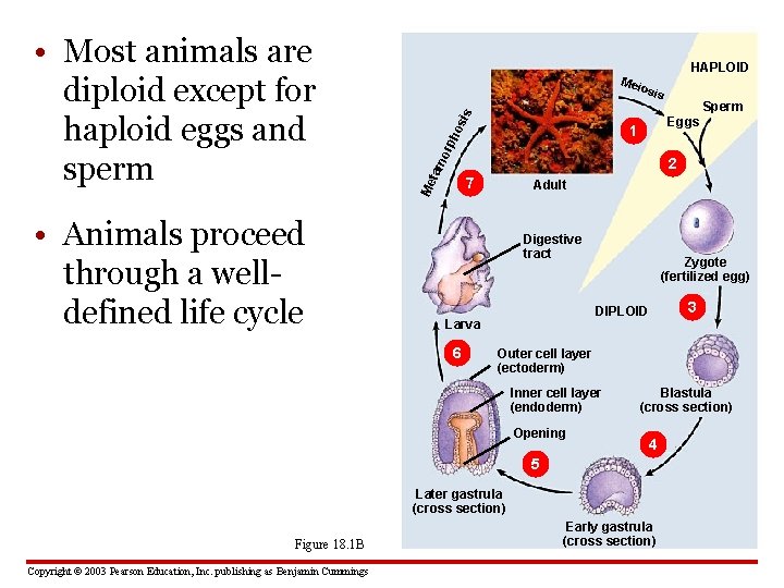  • Animals proceed through a welldefined life cycle sis ho tam orp 2