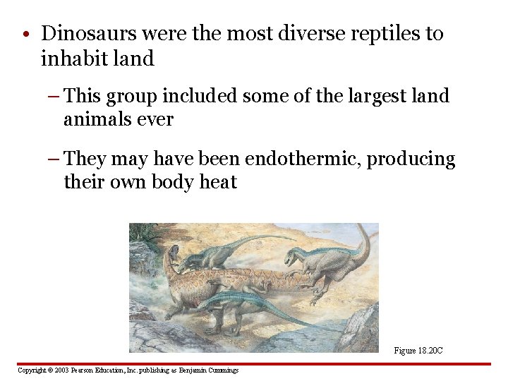  • Dinosaurs were the most diverse reptiles to inhabit land – This group