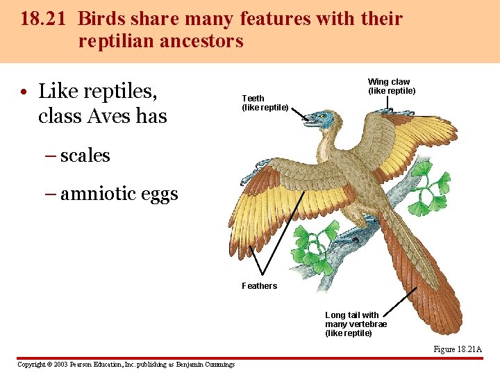 18. 21 Birds share many features with their reptilian ancestors • Like reptiles, class