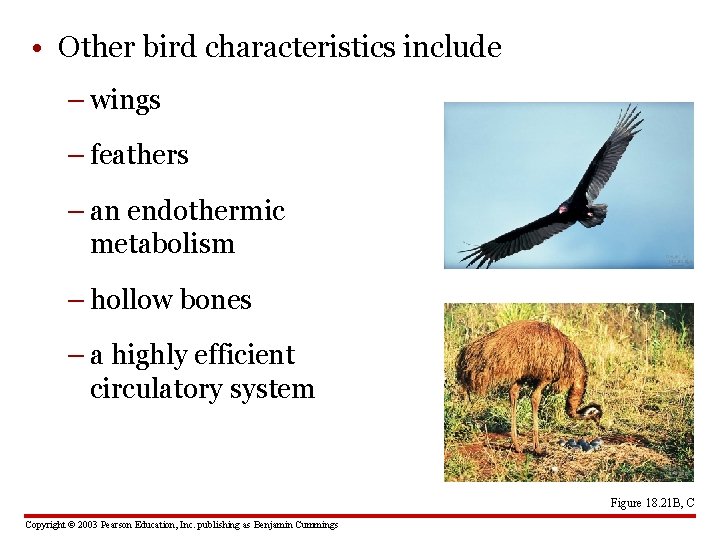  • Other bird characteristics include – wings – feathers – an endothermic metabolism