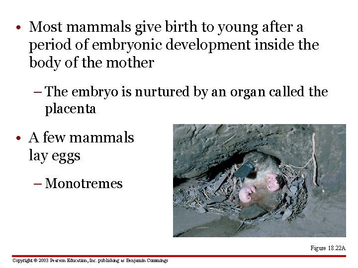  • Most mammals give birth to young after a period of embryonic development