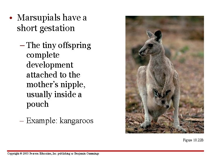  • Marsupials have a short gestation – The tiny offspring complete development attached