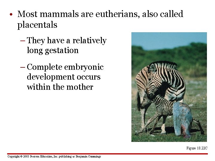  • Most mammals are eutherians, also called placentals – They have a relatively