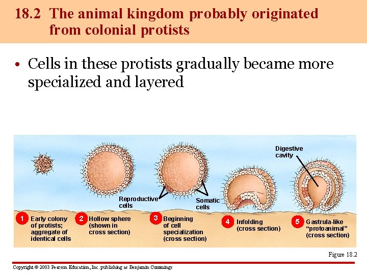 18. 2 The animal kingdom probably originated from colonial protists • Cells in these