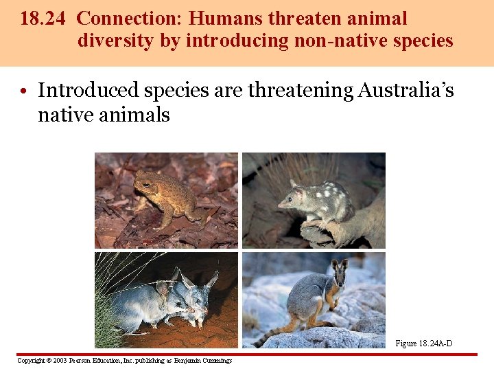 18. 24 Connection: Humans threaten animal diversity by introducing non-native species • Introduced species