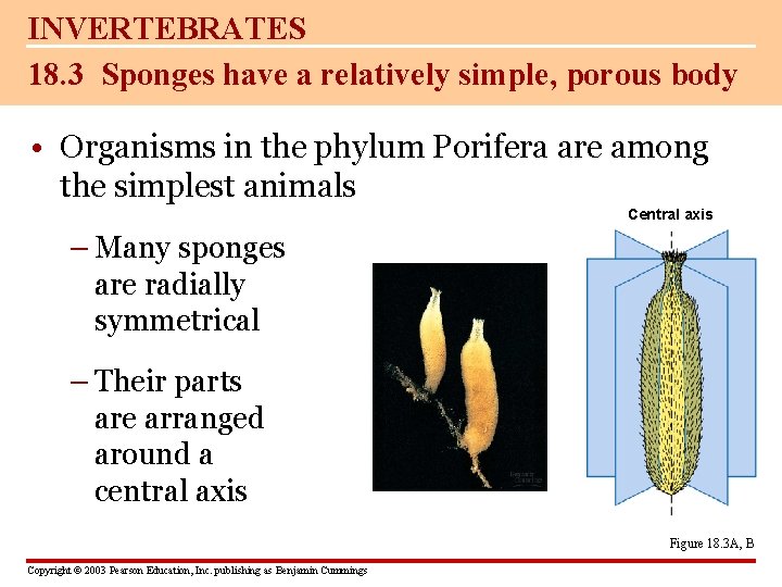 INVERTEBRATES 18. 3 Sponges have a relatively simple, porous body • Organisms in the