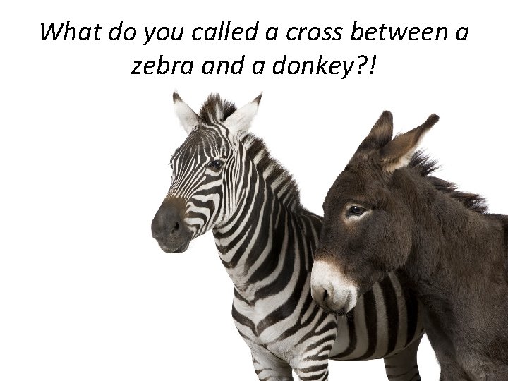 What do you called a cross between a zebra and a donkey? ! 