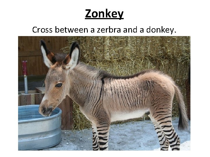 Zonkey Cross between a zerbra and a donkey. 