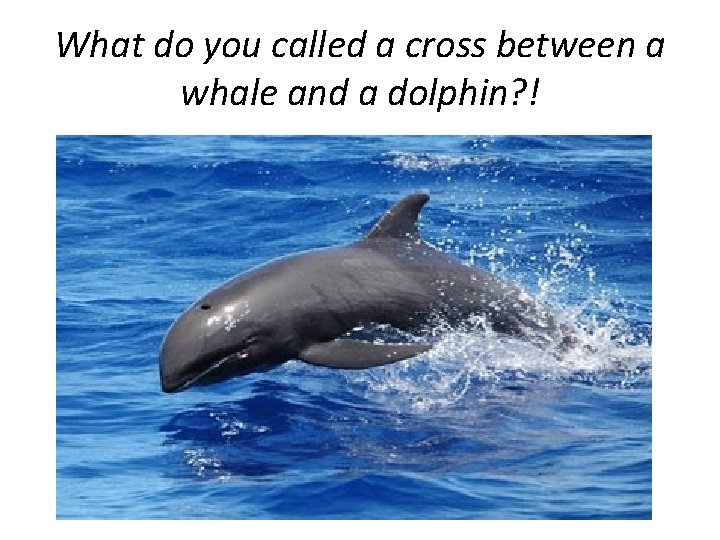 What do you called a cross between a whale and a dolphin? ! 