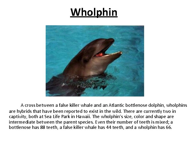 Wholphin A cross between a false killer whale and an Atlantic bottlenose dolphin, wholphins