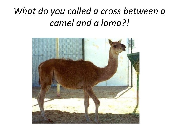 What do you called a cross between a camel and a lama? ! 