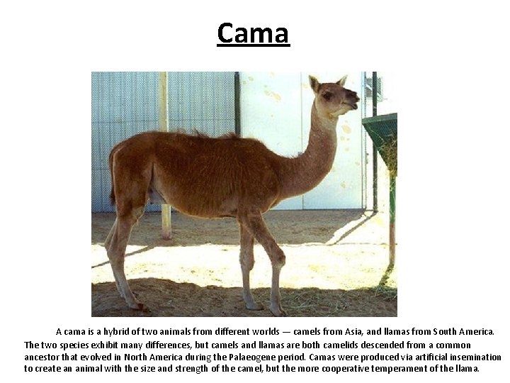Cama A cama is a hybrid of two animals from different worlds — camels