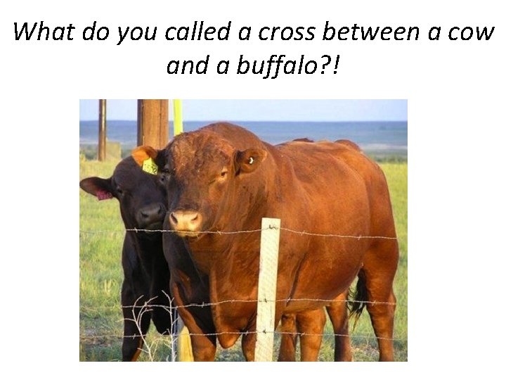 What do you called a cross between a cow and a buffalo? ! 