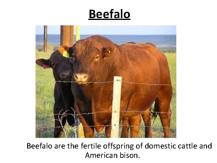 Beefalo are the fertile offspring of domestic cattle and American bison. 