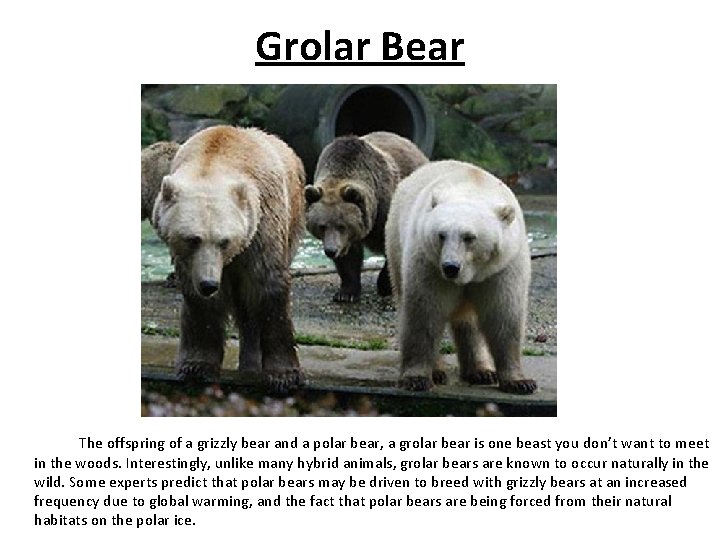 Grolar Bear The offspring of a grizzly bear and a polar bear, a grolar