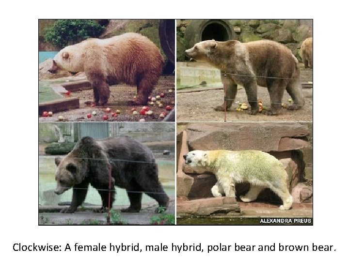 Clockwise: A female hybrid, polar bear and brown bear. 