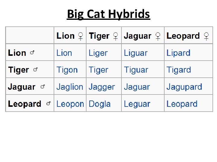 Big Cat Hybrids 