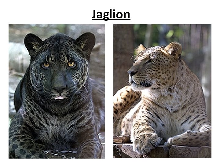 Jaglion 