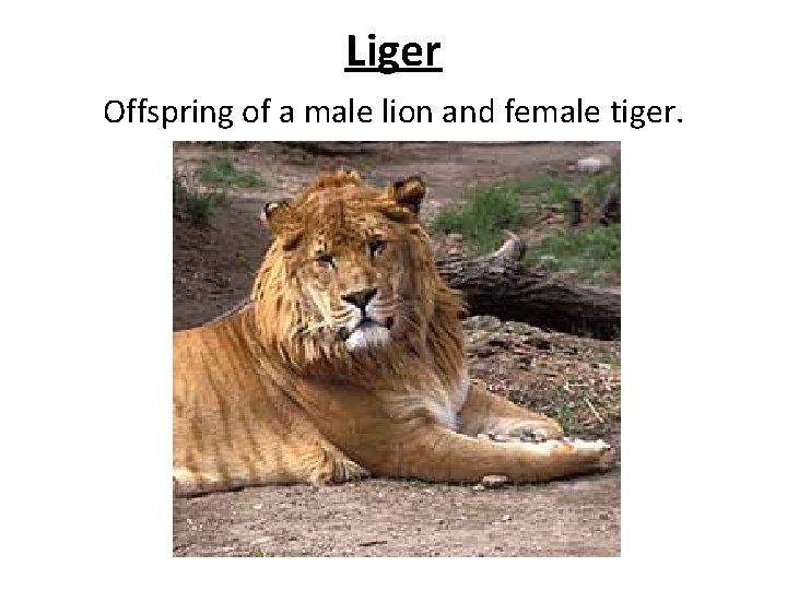 Liger Offspring of a male lion and female tiger. 