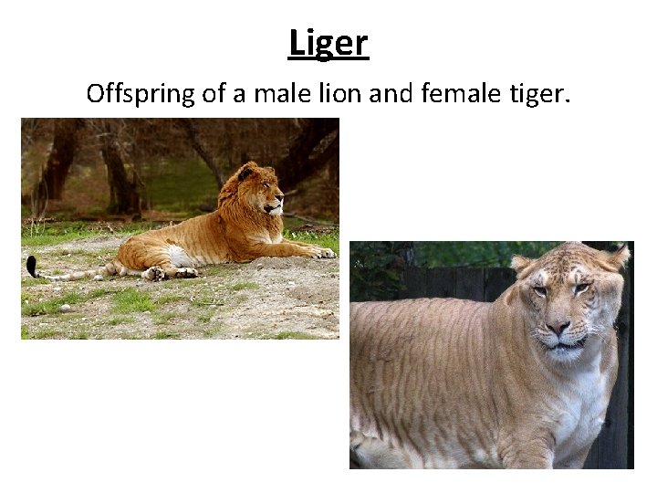 Liger Offspring of a male lion and female tiger. 