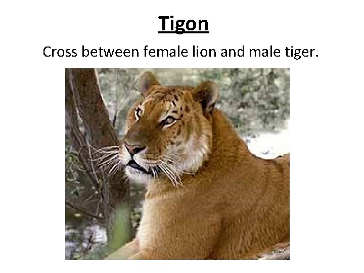 Tigon Cross between female lion and male tiger. 