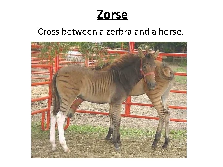 Zorse Cross between a zerbra and a horse. 