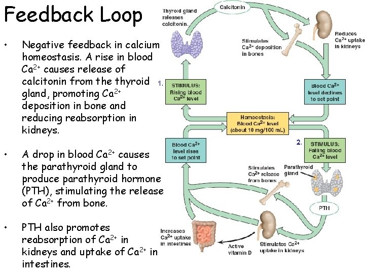 Feedback Loop • Negative feedback in calcium homeostasis. A rise in blood Ca 2+