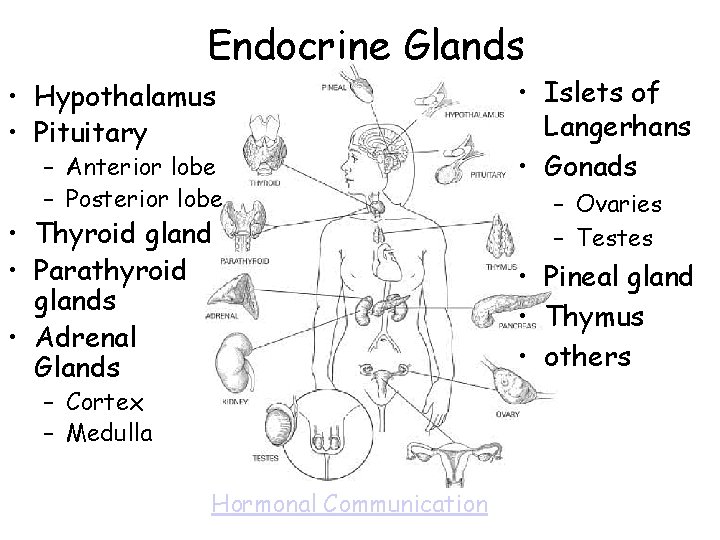 Endocrine Glands • Hypothalamus • Pituitary – Anterior lobe – Posterior lobe • Thyroid