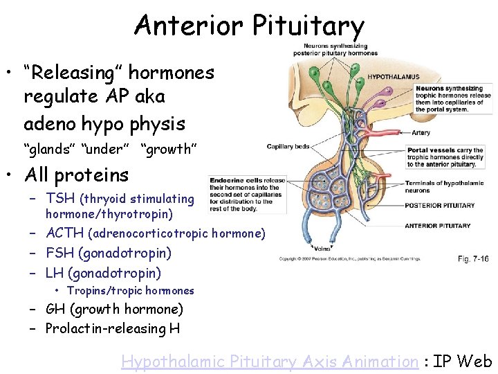 Anterior Pituitary • “Releasing” hormones regulate AP aka adeno hypo physis “glands” “under” “growth”