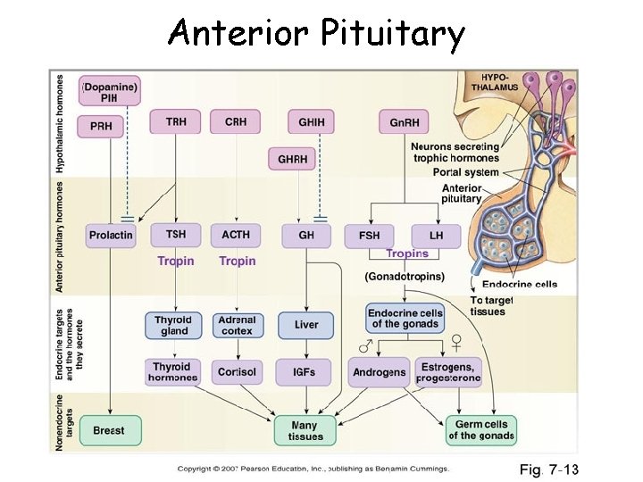 Anterior Pituitary 