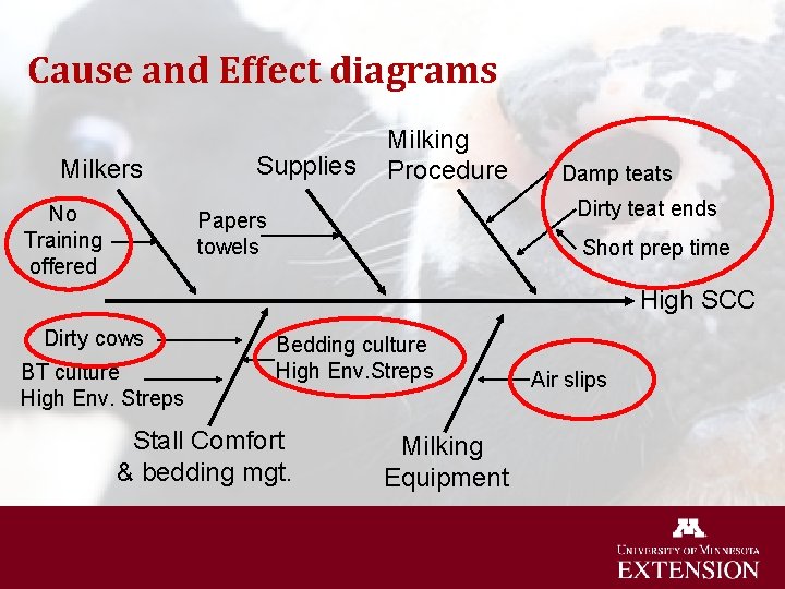 Cause and Effect diagrams Milkers No Training offered Supplies Milking Procedure Damp teats Dirty