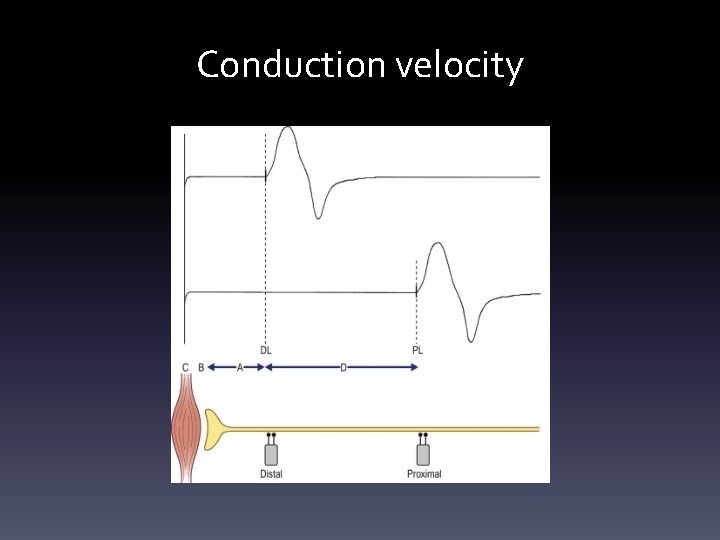 Conduction velocity Conduction velocity