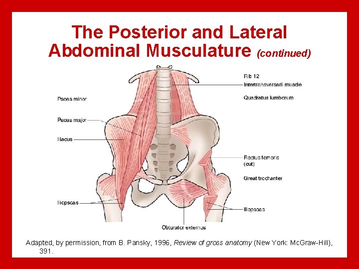 The Posterior and Lateral Abdominal Musculature (continued) Adapted, by permission, from B. Pansky, 1996,